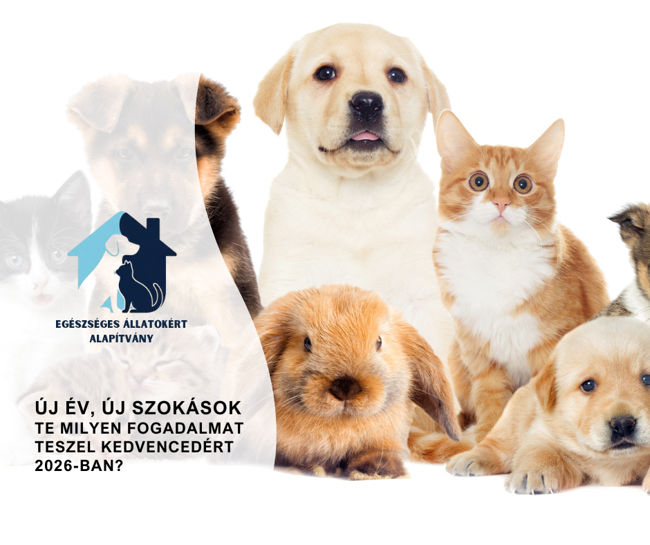 uj-ev-uj-szokasok-az-allattartasban