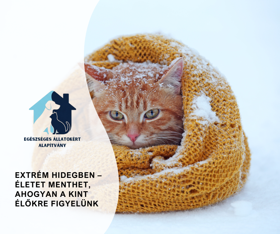 extrem-hidegben-figyeljunk-az-allatokra