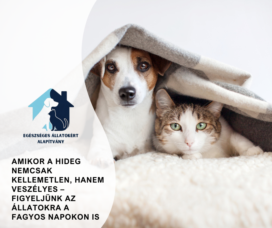 figyeljunk-az-allatokra-a-hidegben